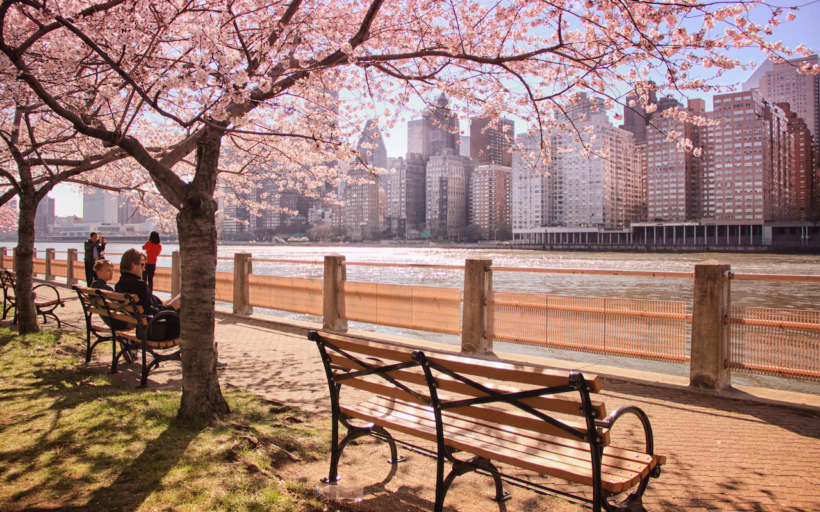 Cherry Blossoms NYC