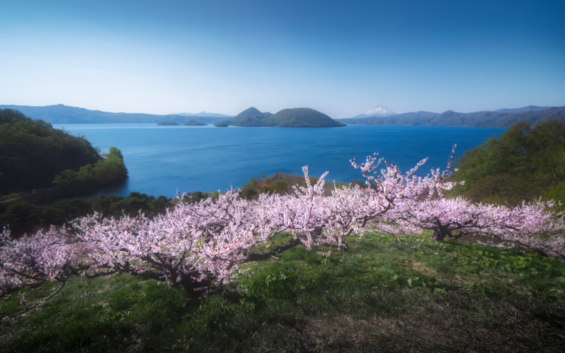 cherry blossoms Japan