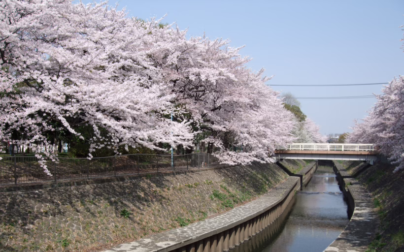 Quiet cherry blossom viewing