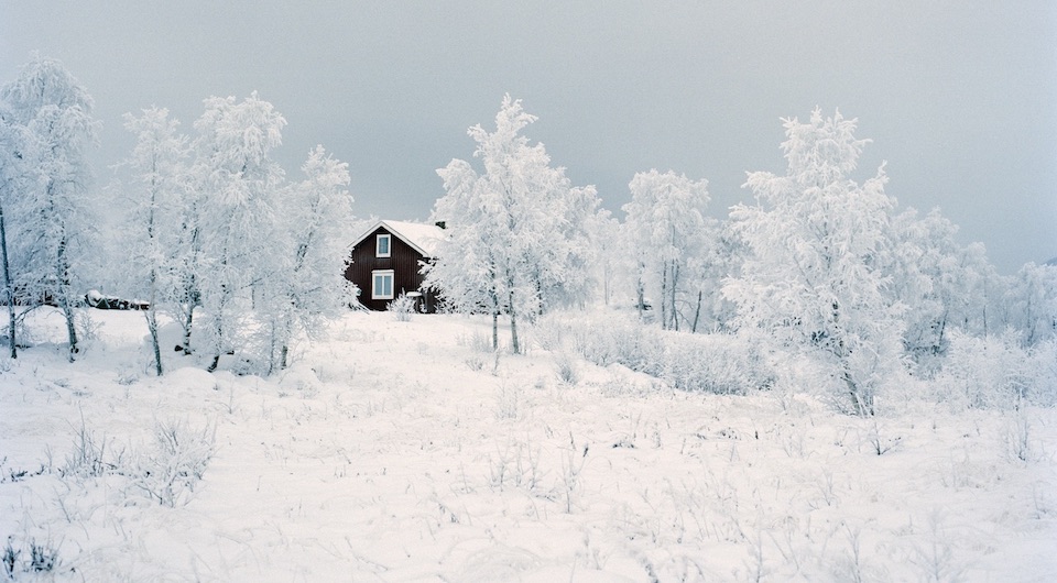 Arctic reindeer feature sweden