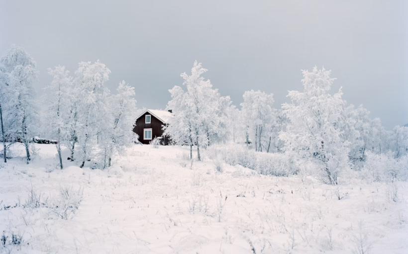 Arctic reindeer feature sweden