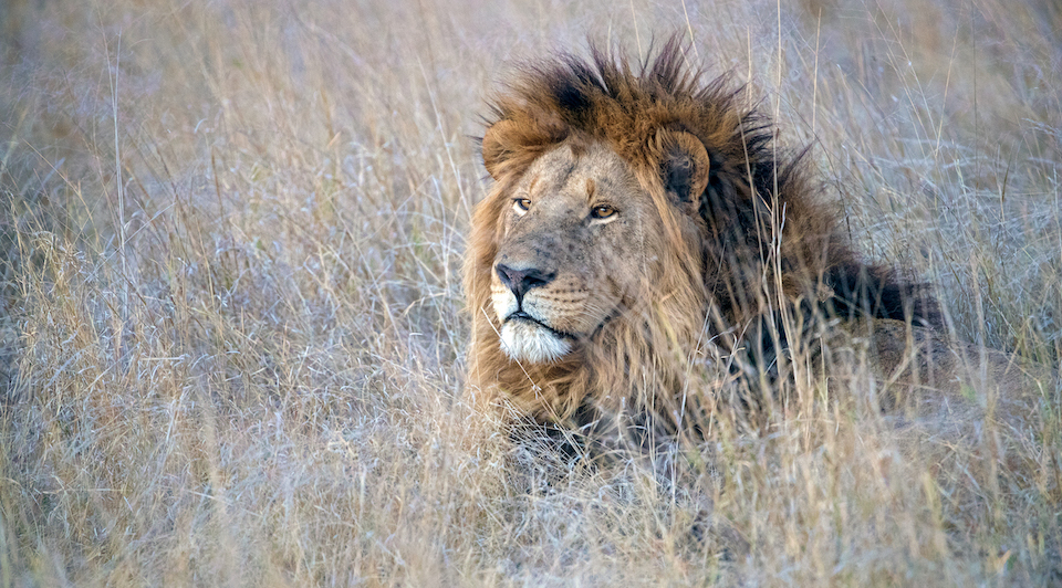 African conservation projects
