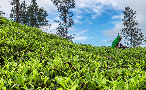 Sri Lanka conservation feature