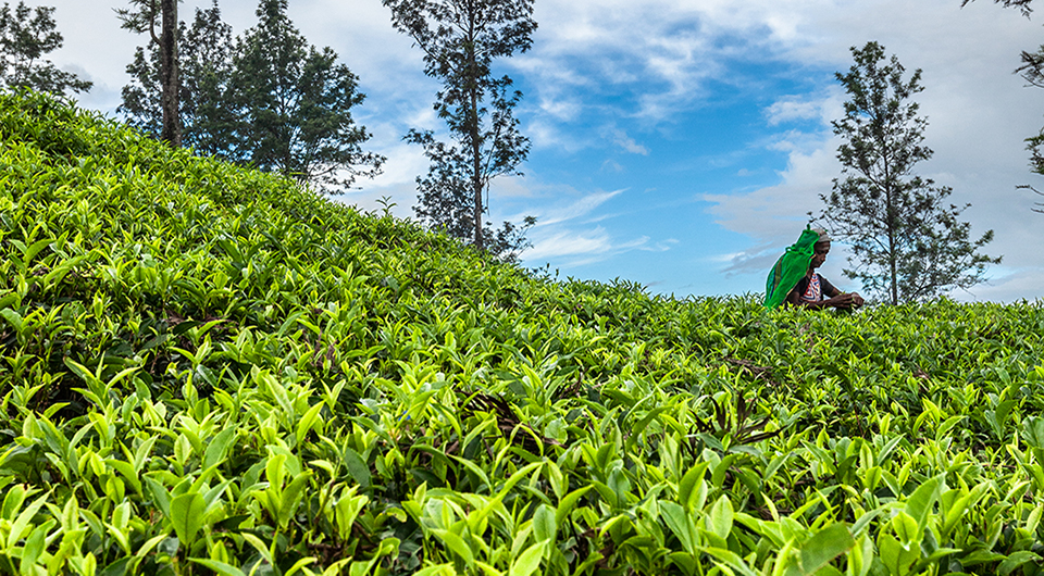 Sri Lanka conservation feature