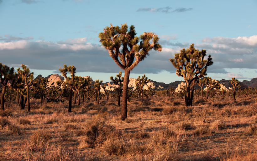 Joshua Tree LA feature