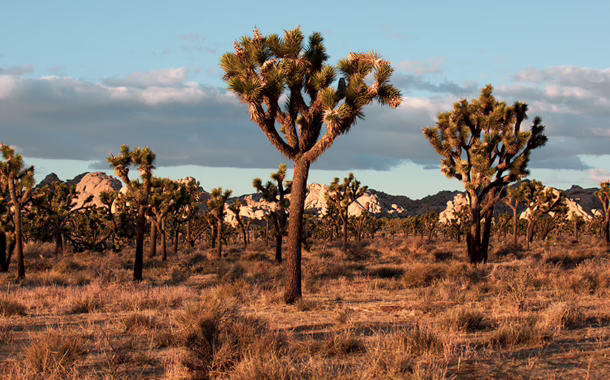 Joshua Tree LA feature