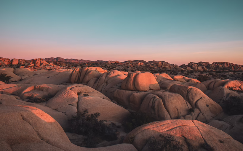 Joshua Tree LA feature