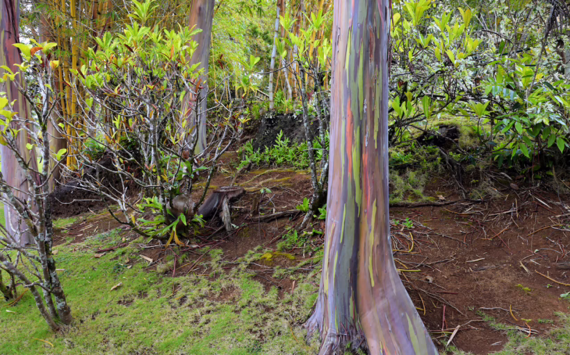 6 nature phenomena