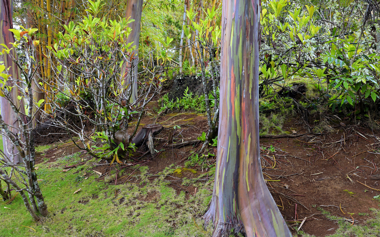 6 nature phenomena