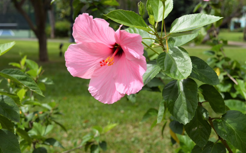 hibiscus edible flowers