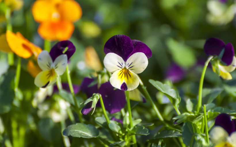 Violet edible flowers