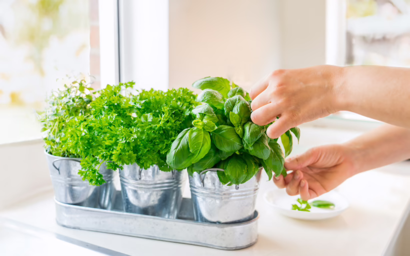 indoor garden