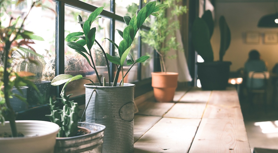 indoor garden