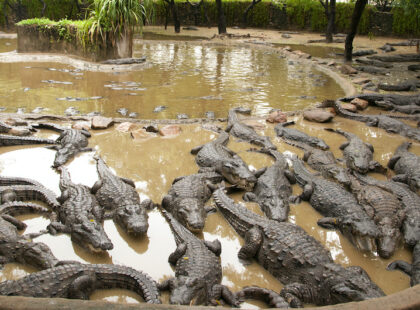 Madras Crocodile Bank