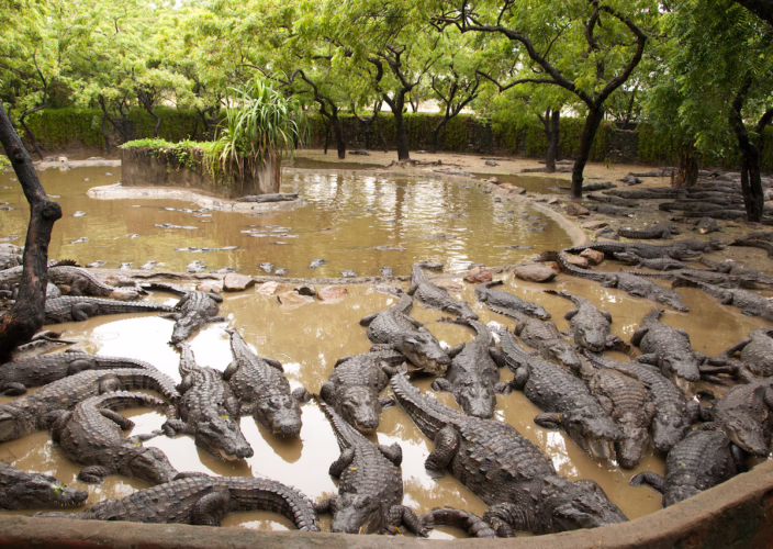 Madras Crocodile Bank