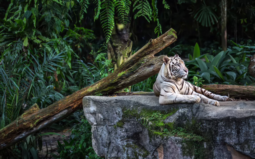 Singapore Zoo