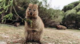 quokka Rottnest Island Perth