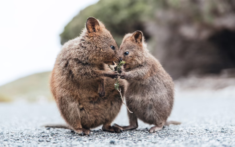 quokka Rottnest Island Perth