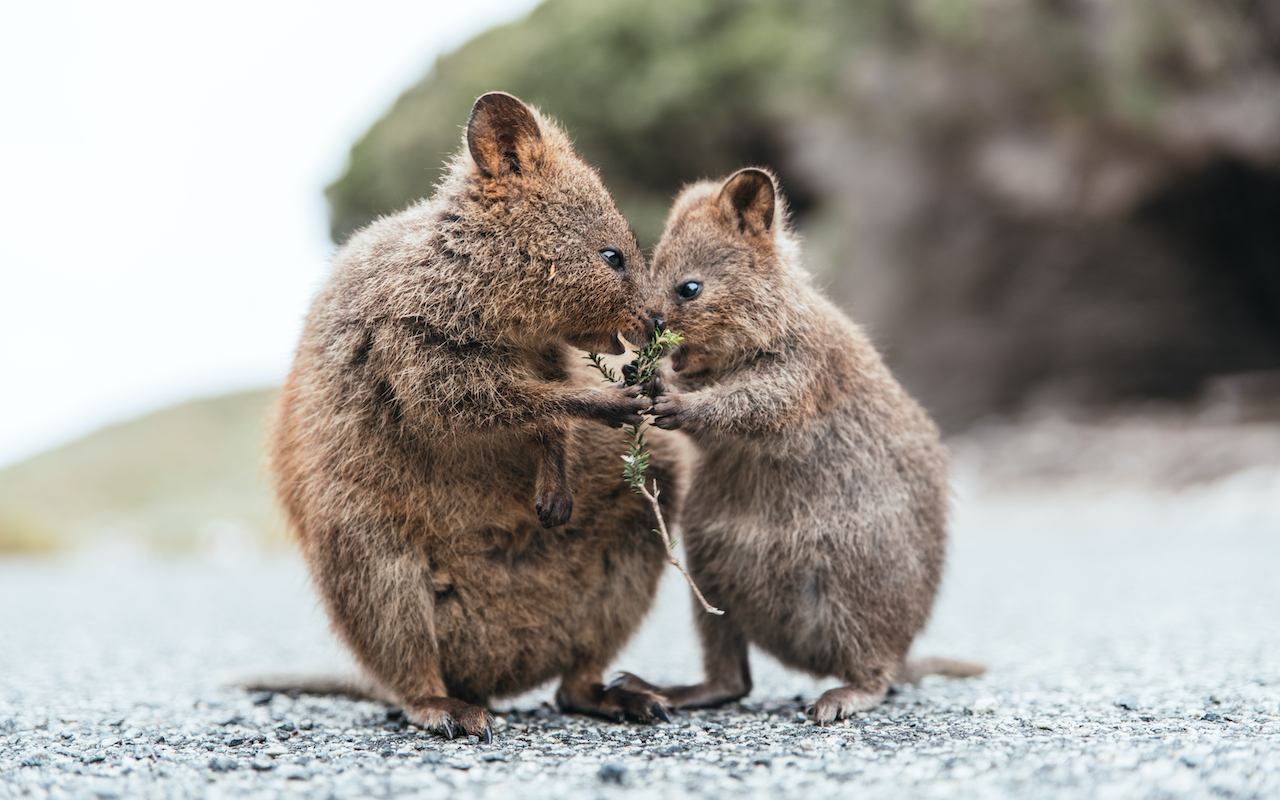 quokka Rottnest Island