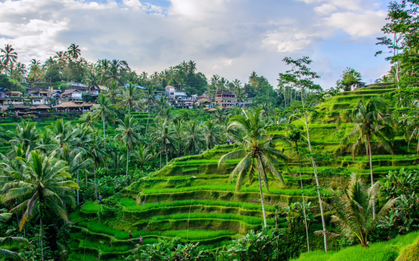 Ubud rice fields bali