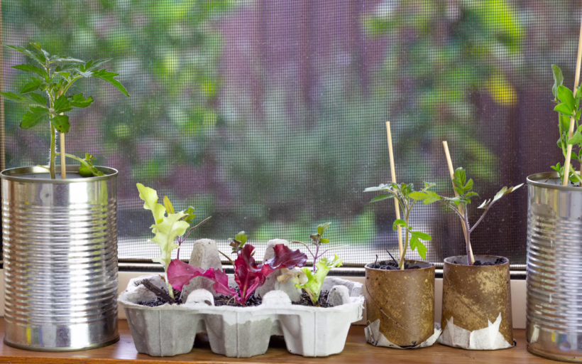 Growing your own vegetables and herbs