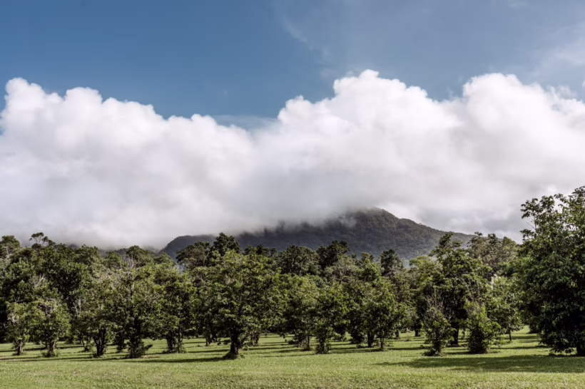 TEQ Taste of Queensland fruits