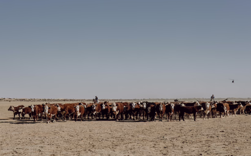 TEQ Taste of Queensland organic beef