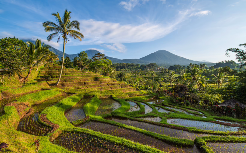 Jatiluwih Rice Terrace
