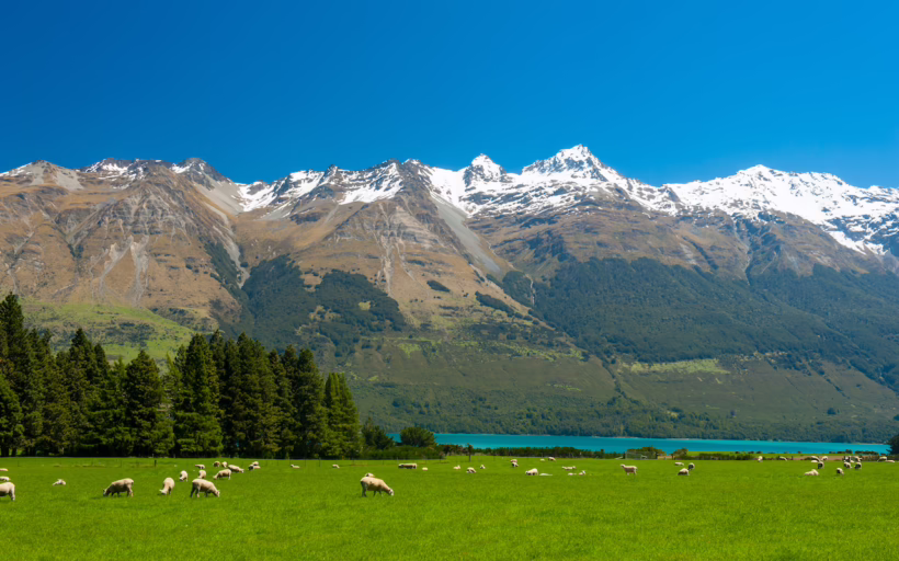 Lake Wakatipu sheep