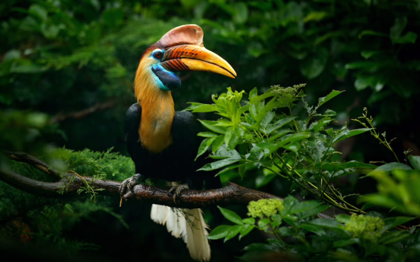 The knobbed hornbill Indonesia