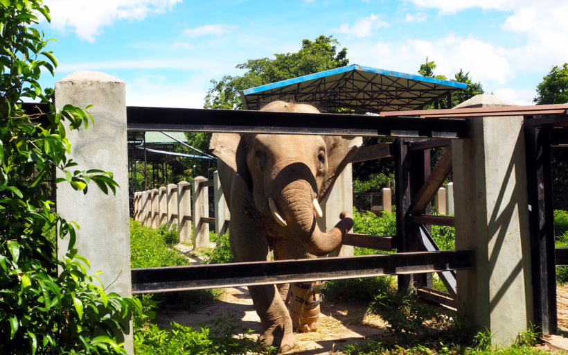 Phnom Tamao Wildlife Rescue Centre