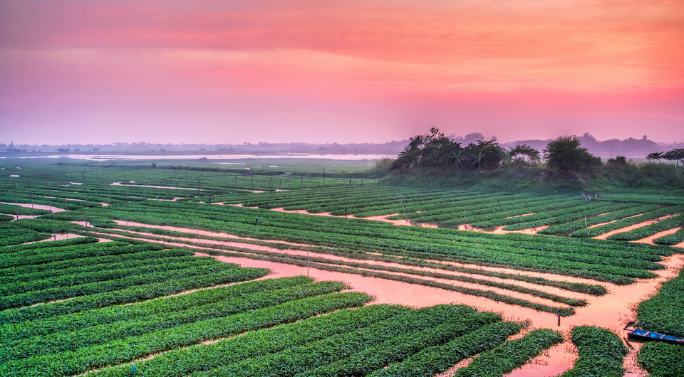 rice paddy fields Phnom Penh