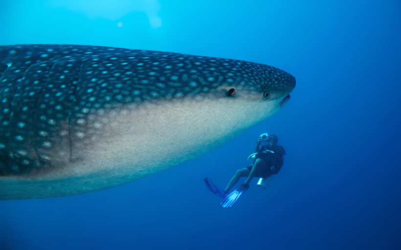 South Ari Atoll