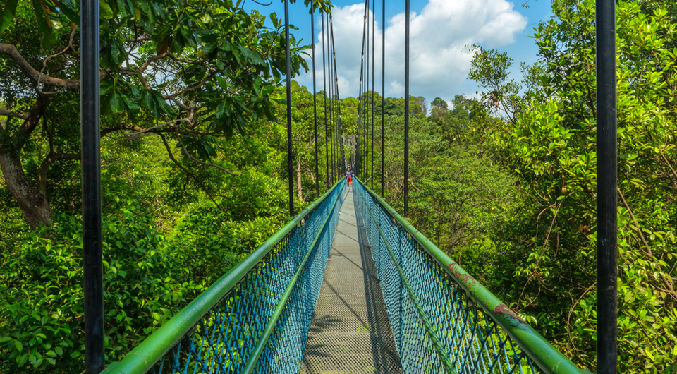 treetop walk macritchie