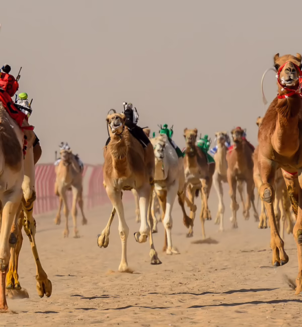 camel race dubai
