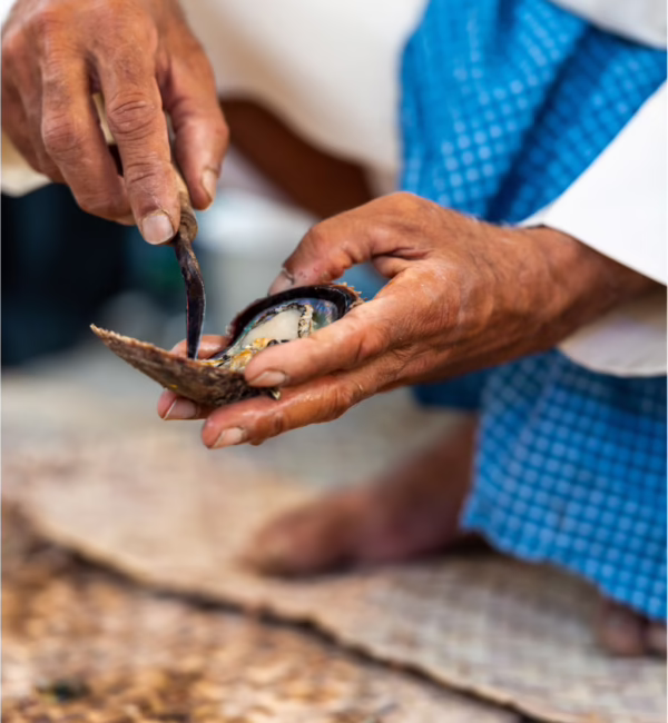 arabian pearl diving dubai uae