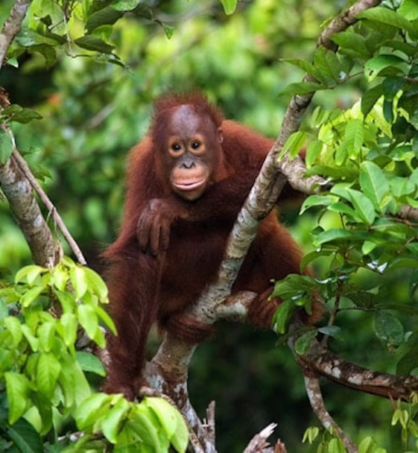 orangutan silverkris