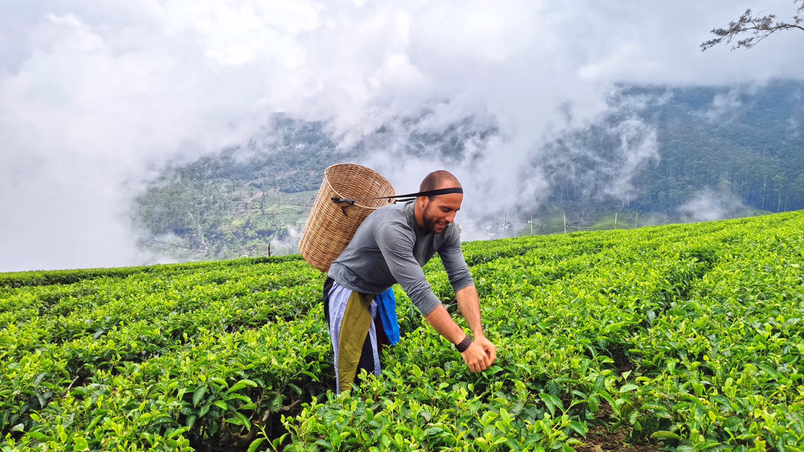 Tea country hills sri lanka