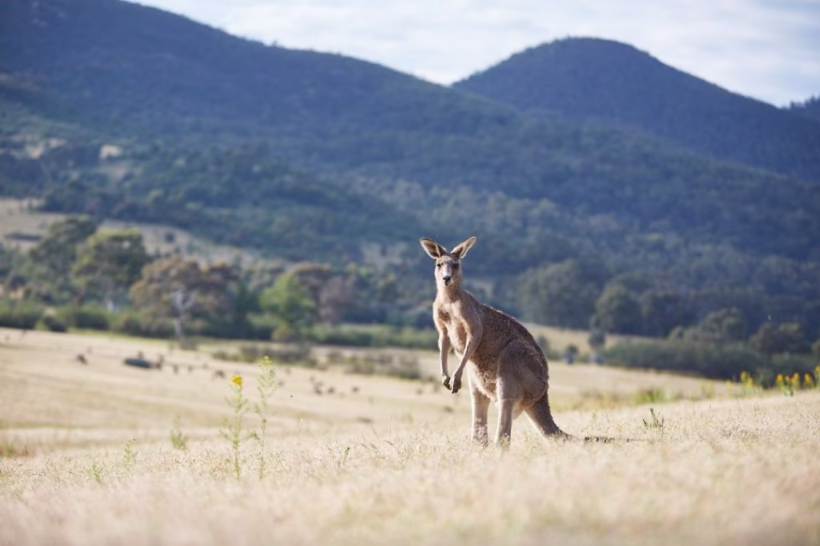 kangaroo australia