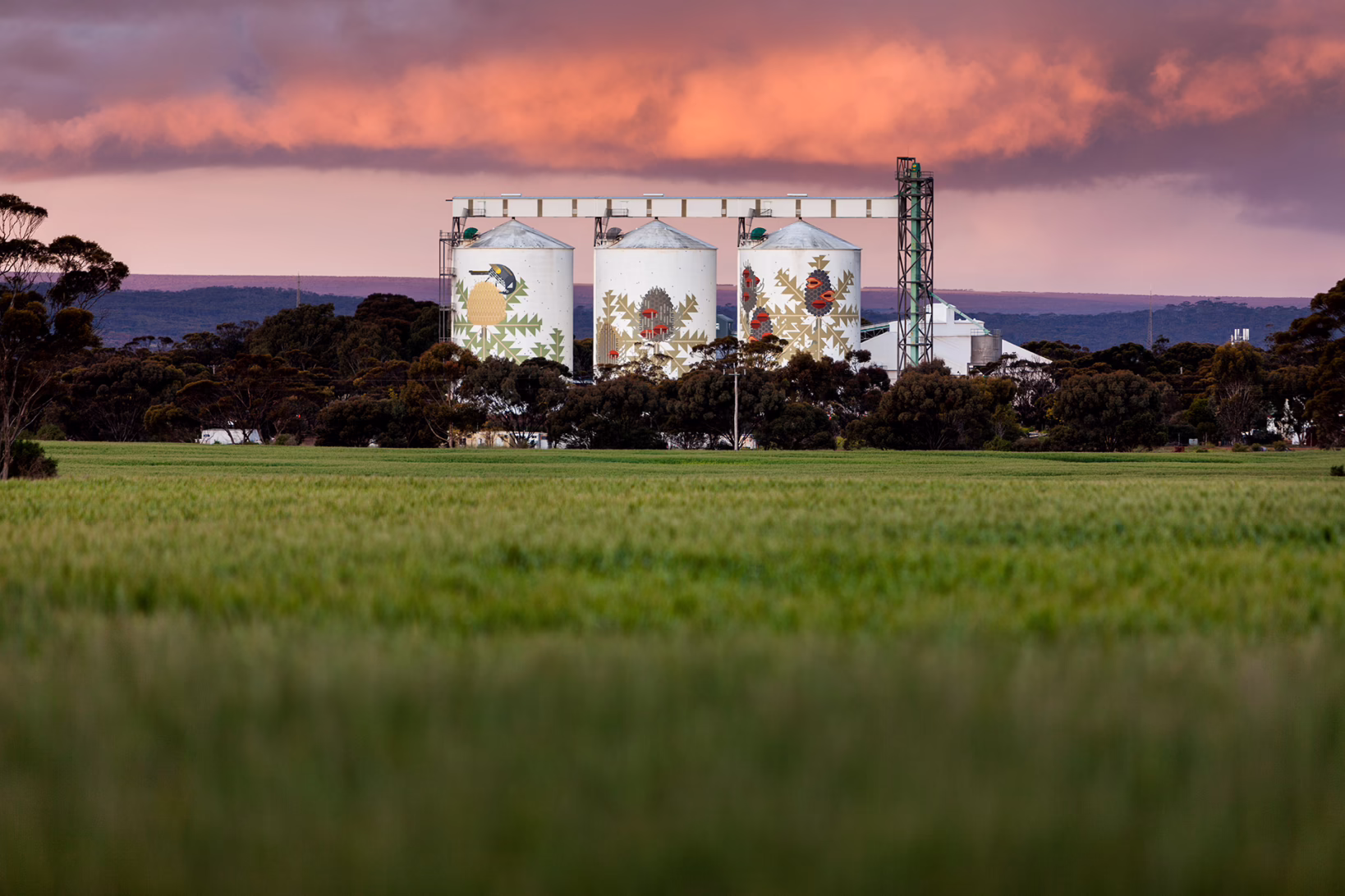 Six Stages of Banksia baxteri by Amok Island in Ravensthorpe for PUBLIC Silo Trail. Photograph by Bewley Shaylor,