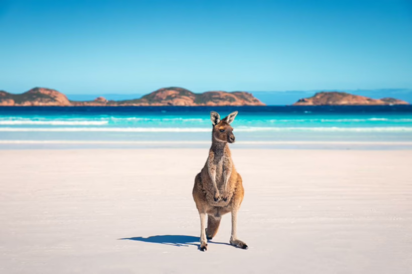 Share Australia’s whitest beach, Lucky Bay, with friendly sunbathing kangaroos