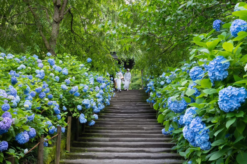 Hydrangea walk in Meigetsuin temple in Kamakura