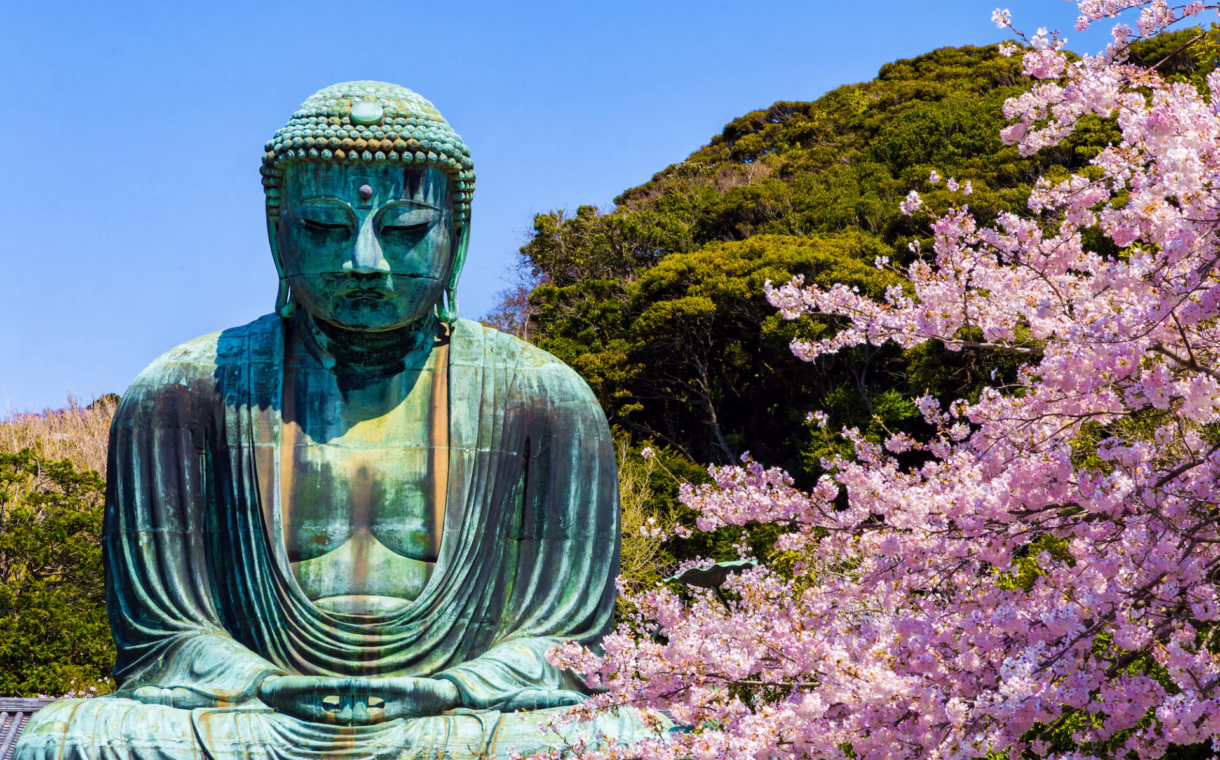 Great Buddha statue with sakura cherry blossoms in the foreground, in Kamakura