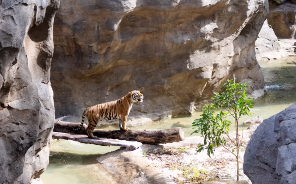 RainforestWild_Silverkris_Credit Mandai Wildlife Group