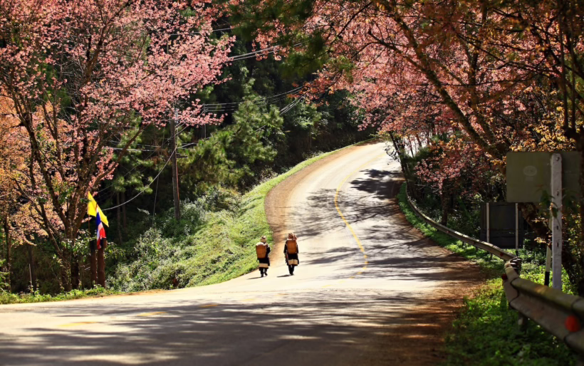ChiangMai_Cherry-blossoms-Silverkris