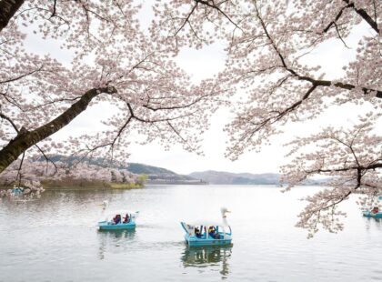 GyeongJu_Cherry-blossoms-Silverkris