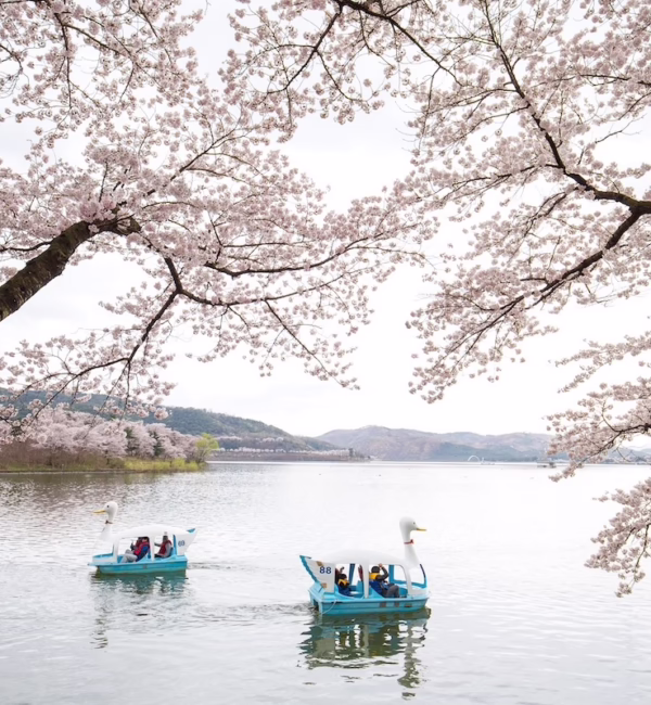 GyeongJu_Cherry-blossoms-Silverkris