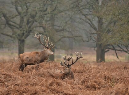 Richmond Park Silverkris