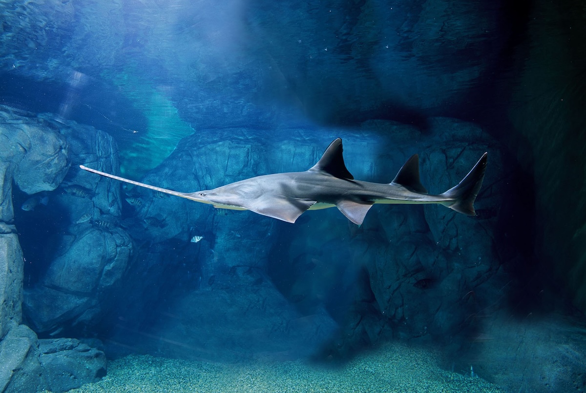 Silverkris Shanghai Ocean Aquarium