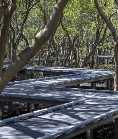 Badu Mangroves sydney city guide silverkris